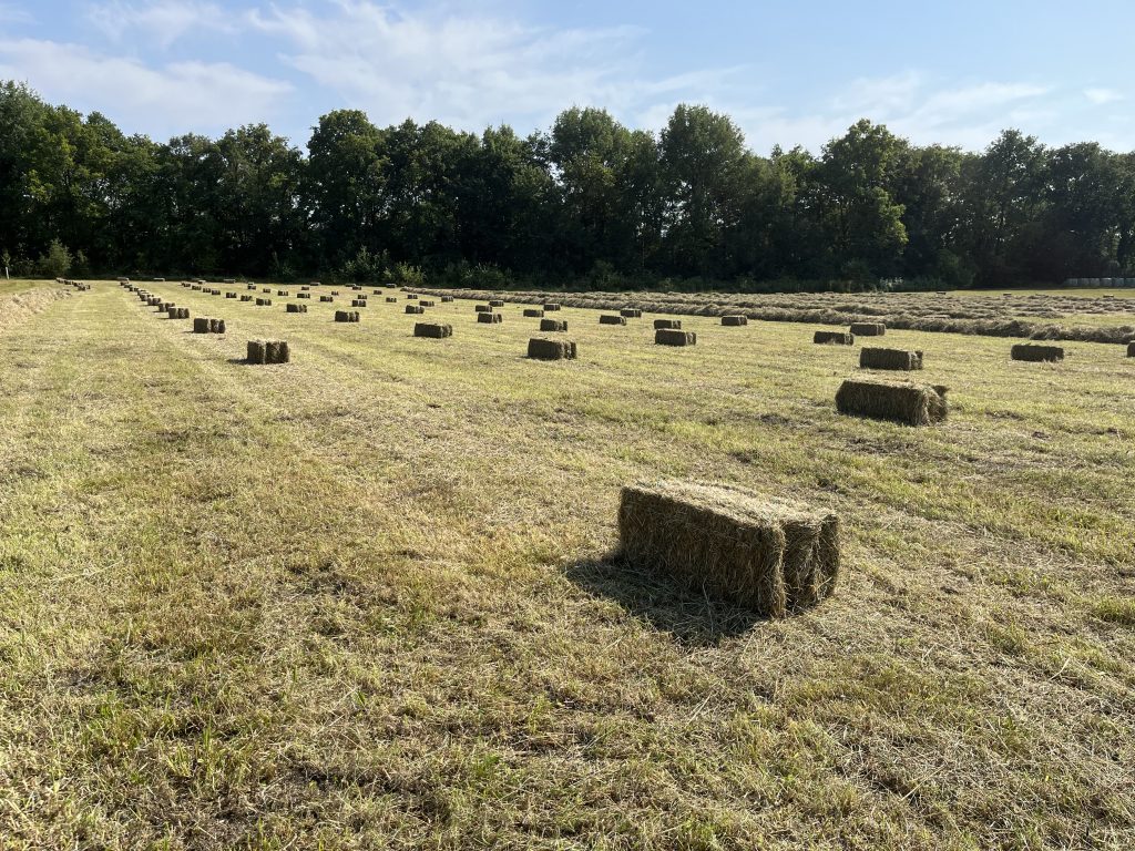 Small square bales in rows