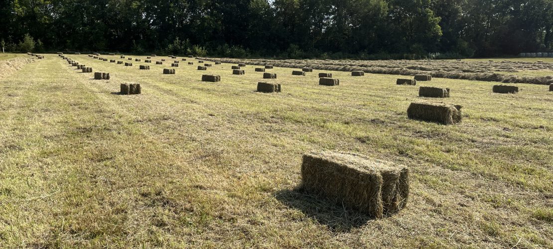 Small square bales in rows